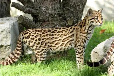 Adjectif ou nom masculin, il fait tomber la fièvre !