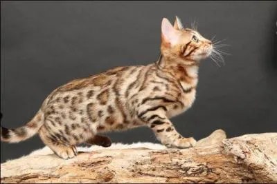 Votre site préféré !