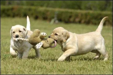 Porcelaine blanche cuite deux fois et non émaillée :
