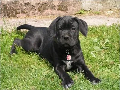 Bateau de pêche originaire de Bretagne et de Normandie, utilisé pour le dragage des huîtres :