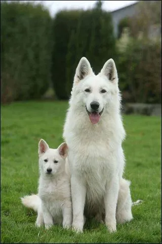 Plante herbacée comestible, à fleurs roses, dont le rhizome est tordu en S :