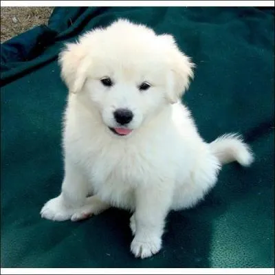 Café chaud auquel on ajoute de l'eau-de-vie (Nord de la France) :