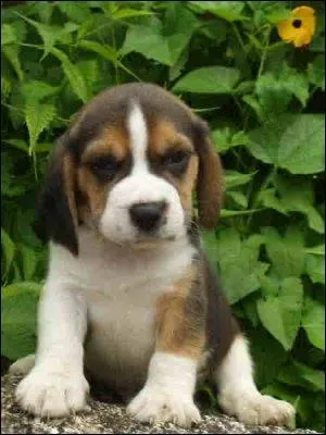 Chirurgie vétérinaire. Procédé de castration :