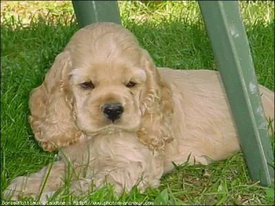 Boisson préparée à partir de l'hibiscus à fleurs rouges :