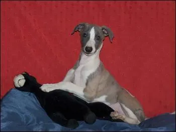 Familièrement, biceps :