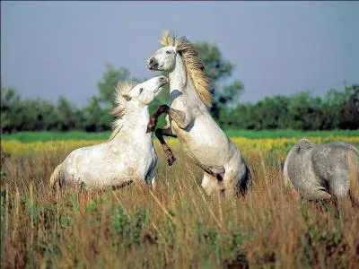 Si vous êtes au volant d'une "Camargue", c'est que vous conduisez une...
