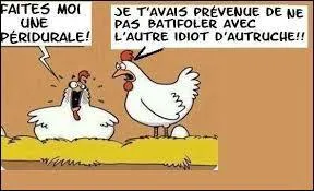 Tout comme la dinde, la pintade, le coq ou encore le faisan, la poule appartient à l'ordre des "galliformes". Ce terme étant synonyme de :