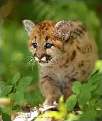 Si vous croisez une "Puma", c'est une...