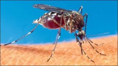 Qu'est-ce qui est indispensable à la ponte chez la femelle moustique ?