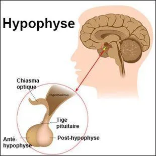 Parmi ces glandes endocrines , il y a un intrus, lequel ?