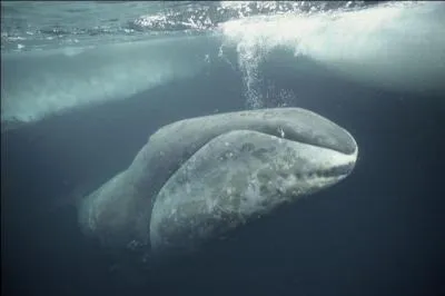 Quelle baleine peut vivre jusqu'à 200 ans grâce à des mutations génétiques liées à l'âge ?