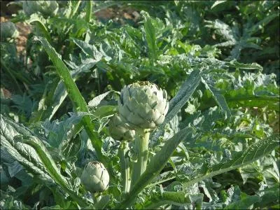 On en mange la base des feuilles et le fond après avoir retiré le foin :