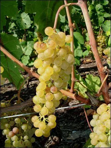 Cépage blanc très ancien originaire du Valais, en Suisse :