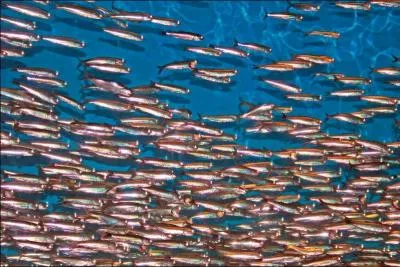 Petit poisson de mer au corps élancé, mince, que l'on mange souvent en hors-d'uvre :