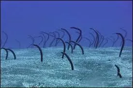 Qu'est-ce que c'est ?