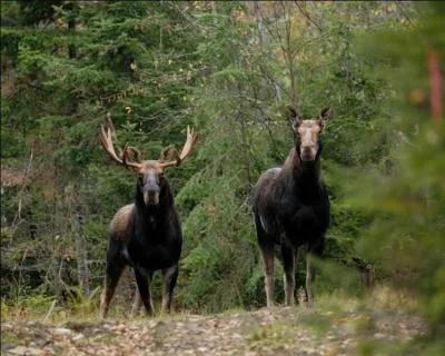 Que voyez-vous ? (Plusieurs réponses)