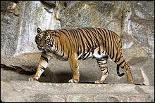 À l'état naturel, cette sous-espèce de tigre vit exclusivement dans l'île de Sumatra, en Indonésie. Quel est son nom ?