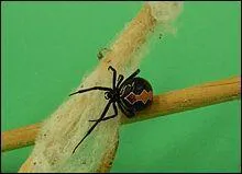 Déclarée en voie d'extinction depuis 2010, l'araignée Katipo ne peut se trouver que dans un seul pays. Lequel ?