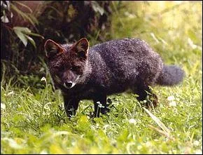 Vous ne pourrez trouver cet animal qu'au Chili, où il n'en reste que quelques centaines. Comment appelle-t-on cette espèce de renards ?