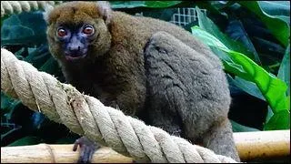 C'est également à Madagascar que vous pourrez trouver cet animal appartenant à l'espèce des lémuriens. Il n'en reste plus que des centaines à l'état sauvage. Quel son nom ?