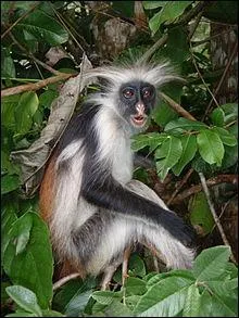 Voici un colobe rouge de Zanzibar, on en dénombre environ 1500 à l'état sauvage. Dans quel pays peut-on le voir ?