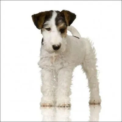 Ses origines anglaises remontent au XVIIe siècle.