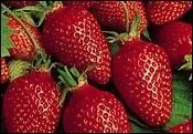 Parmi les appellations suivantes, laquelle ne désigne pas une variété de fraise ?