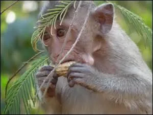 On n'apprend pas au vieux singe à...