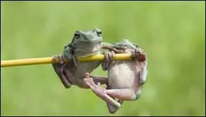 On voit la paille dans l'il de son voisin mais pas... dans le sien.