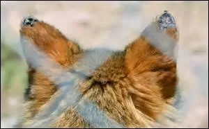 Quand on parle du loup, on en voit...