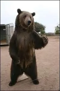 Il ne faut pas vendre la peau de l'ours avant de l'avoir...