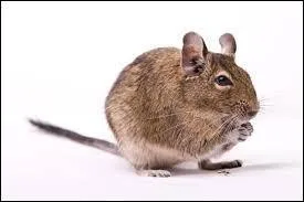 Quel est l'autre nom du dègue du Chili ?