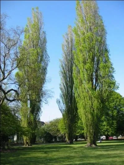 Comment ces arbres s'appellent-ils ?