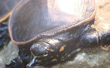 Quiz Tortues