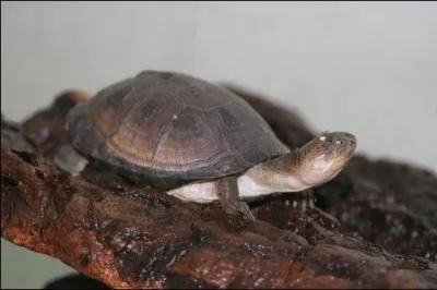 De quelle espce s'agit-il?