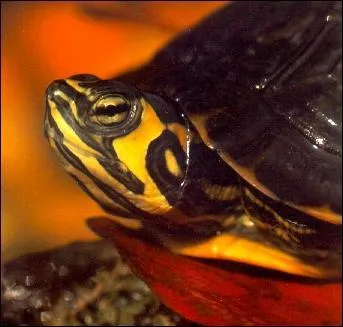 De quelle espce s'agit-il?