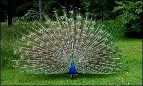 On continue et le prochain animal est vert. C'est le Ser...