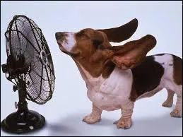 Le prochain, est un animal qui vit dans des conditions assez froides. C'est le Man...