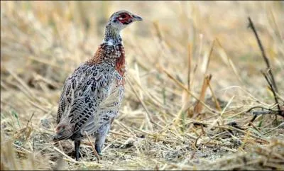 Importé d'Asie au départ, on peut à présent l'apercevoir partout en Europe !
