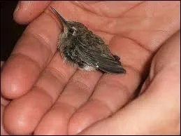 Contrairement à ce que l'on pourrait penser, certaines espèces de cet oiseau vivent dans les régions froides !