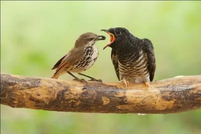 Lui, c'est plus qu'un pique-assiette, non content de se faire élever par des parents adoptifs, comme il grossit beaucoup plus vite que les enfants légitimes, il les vire carrément du nid !