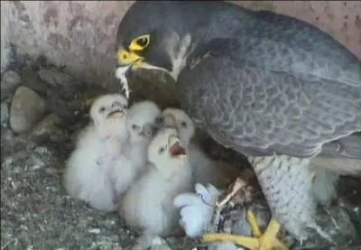 Son nom pourrait faire penser qu'il est très pieux et va souvent à Saint-Jacques de Compostelle, mais il n'en est rien, c'est un redoutable tueur !