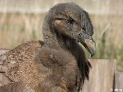 A tout seigneur tout honneur, il est l'un des plus grands oiseaux du monde, et le symbole des montagnes !