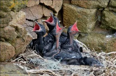 On les confond la plupart du temps avec les corbeaux, ce qui leur donne une mauvaise réputation, il est vrai que les deux espèces se ressemblent beaucoup !