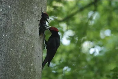 Son tac-tac répété s'entend dans toute la forêt !