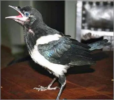 Sa réputation ? Elle passe pour une voleuse !