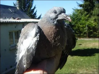 A l'âge adulte, il porte un collier blanc qui le différencie des autres espèces !