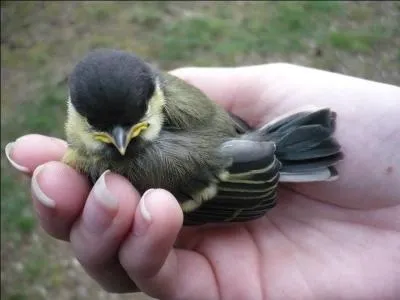 Qu'elle soit soit bleue, charbonnière, azurée, lugubre et j'en passe, on parle bien de ...