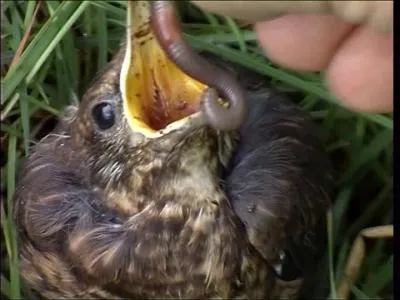 Grand amateur de vers de terre, vous le voyez sautiller sur les pelouses !