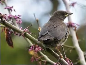 Quelle définition ne correspond pas au terme "béjaune" ?